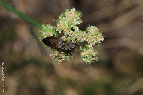 melanotus brown insect macro photo