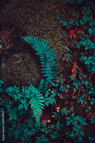 green fern leaves in the nature in spring season