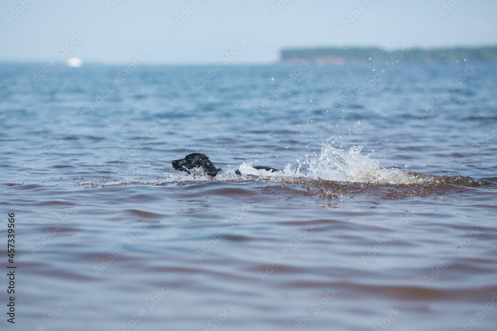 Obraz premium The dog is frolicking in the lake.