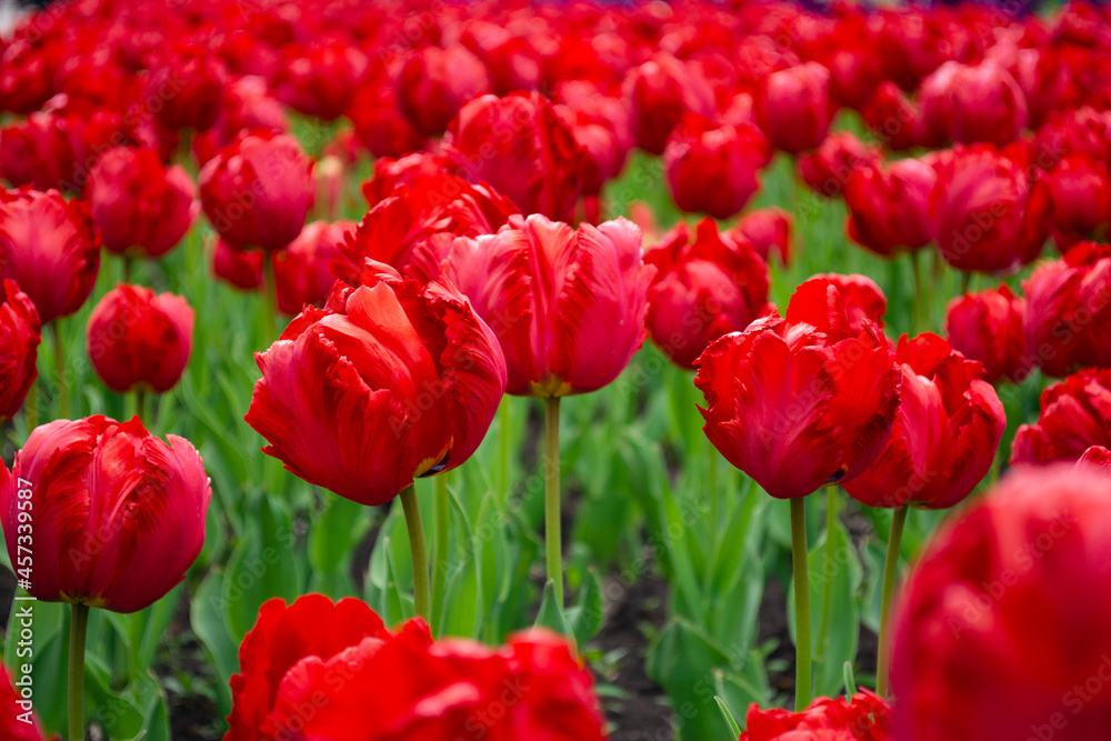 red tulips blooming on field red tulips blooming on field