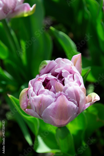 Pink tulips on green grass