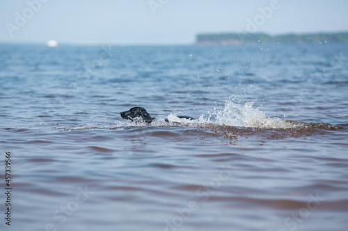 The dog is frolicking in the lake. © vov8000