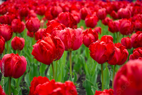 red tulips blooming on field