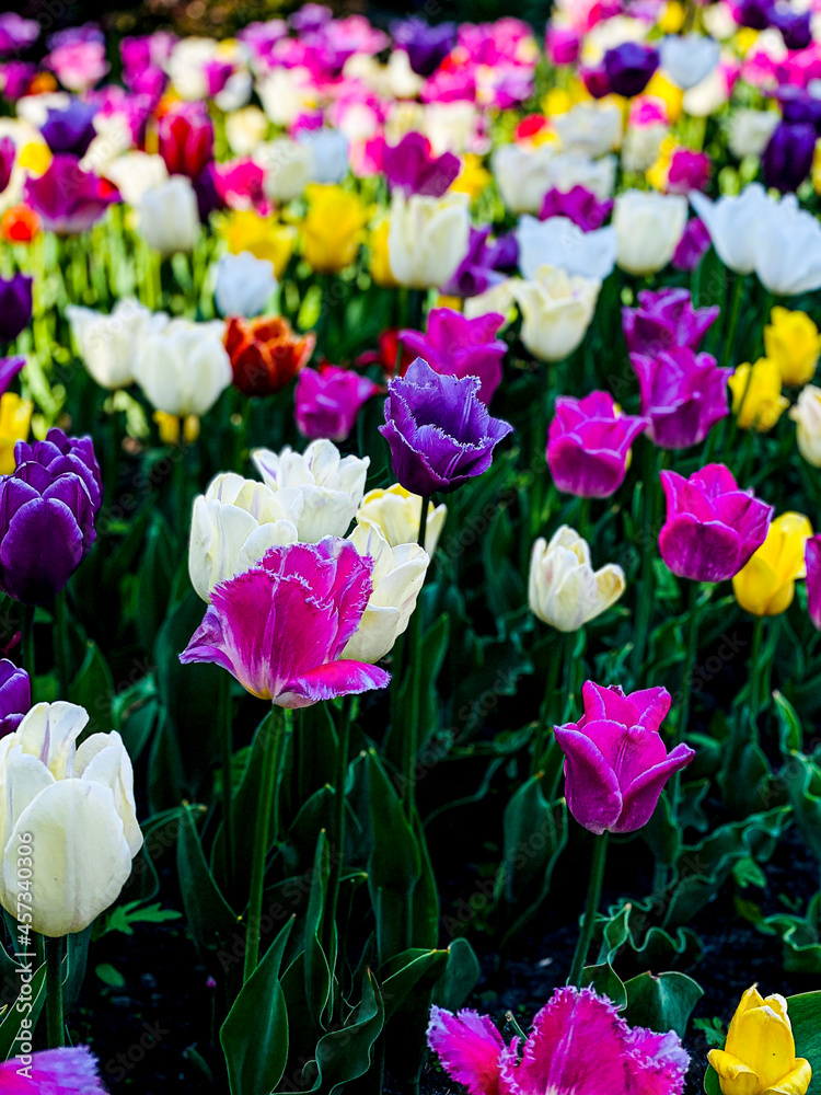 multicolored colored tulips, free space