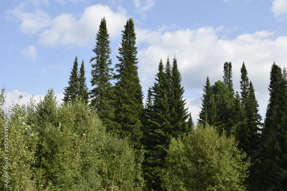 pine trees in the forest