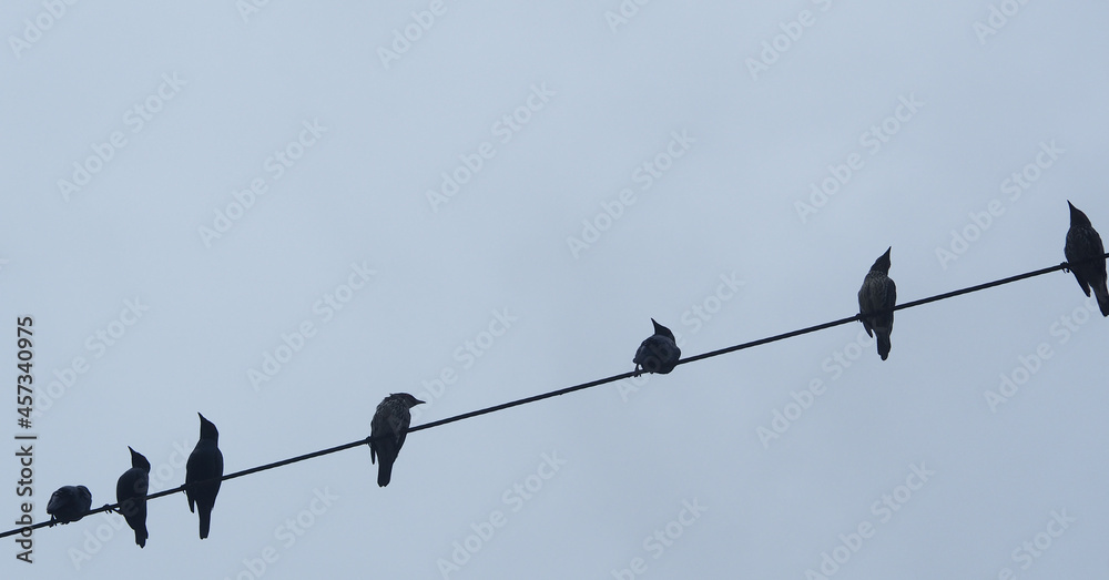 Birds perched on electrical wire,sky background. Birds perched on electrical wire,sky background.