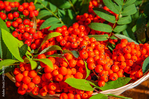 Fotografía Red mountain ash in a basket