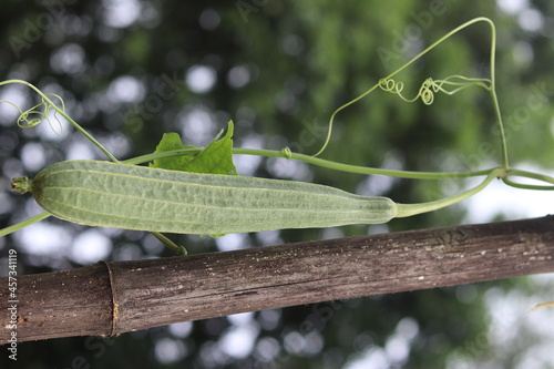 ridge gourd Full Hd Image