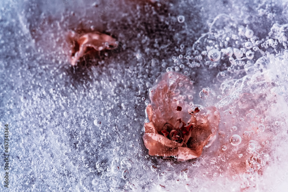 Fototapeta premium Flowers in ice