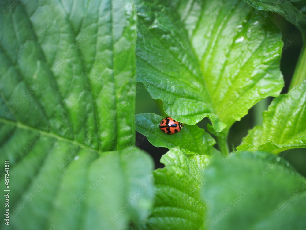 Ladybird, Lady Beetle (Coccinella transversalis ) perched on top of spinach leaves Ladybird, Lady Beetle (Coccinella transversalis ) perched on top of spinach leaves