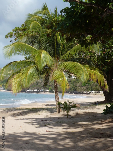 palm tree on tropical beach