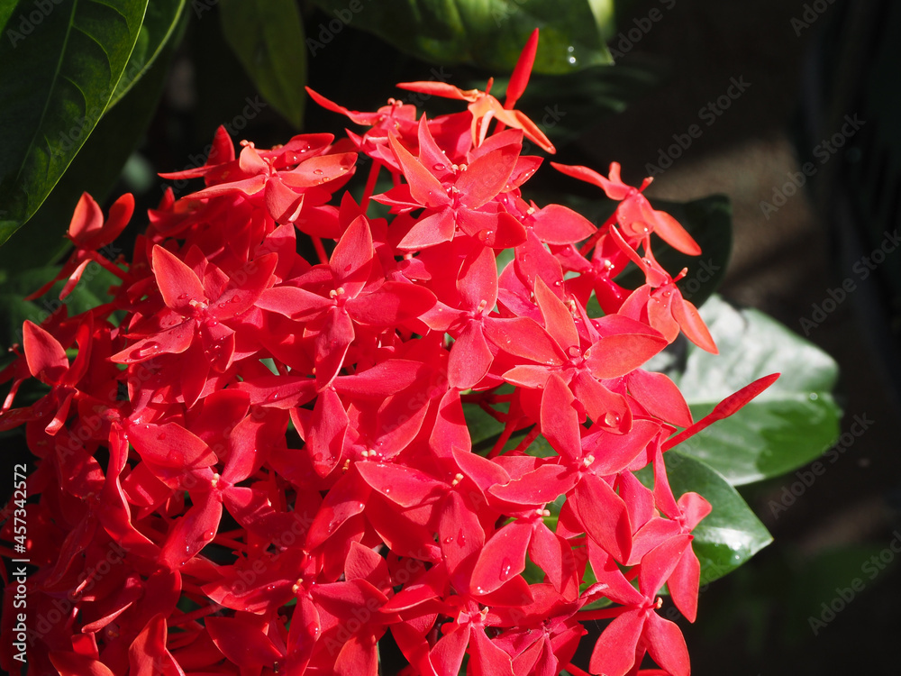 Red flower, Needle flower, West Indian Jasmine, jungle flame, Red spike flower, King Ixora flower, Red Bunga Soka (Ixora chinensis Lamk) blooming beautifully, with water droplets and the sun shines. Red flower, Needle flower, West Indian Jasmine, jungle flame, Red spike flower, King Ixora flower, Red Bunga Soka (Ixora chinensis Lamk) blooming beautifully, with water droplets and the sun shines.