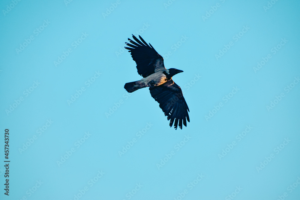 Fototapeta premium eagle in flight