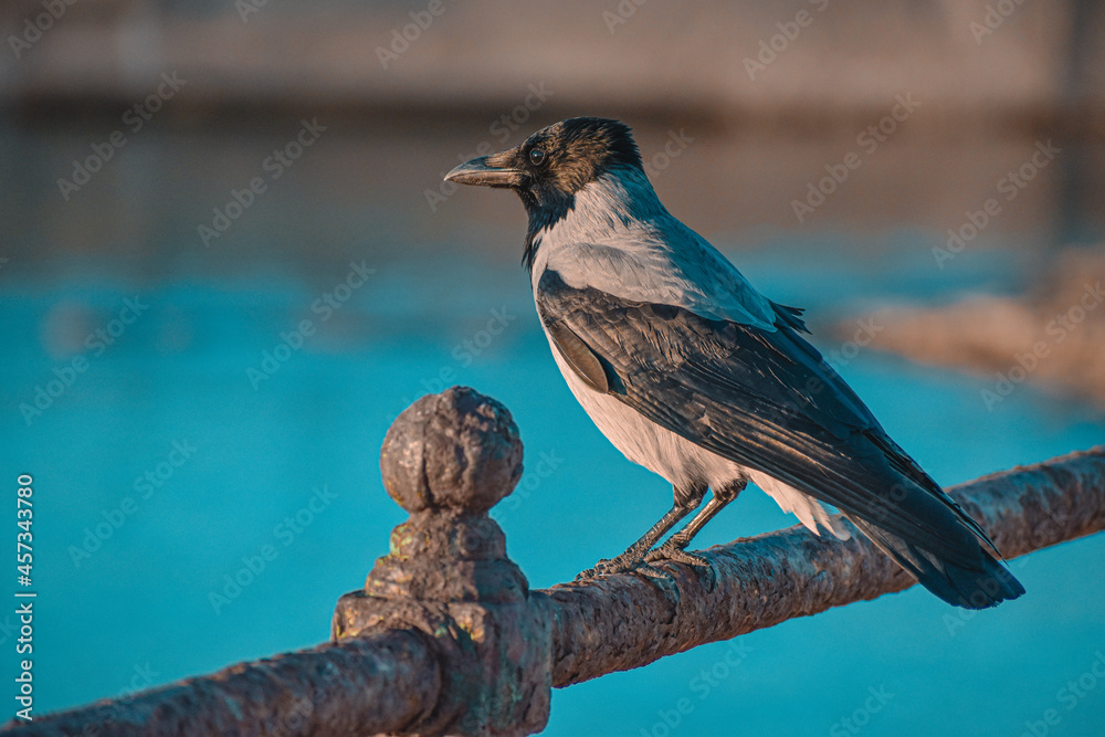 Fototapeta premium bird on a fence