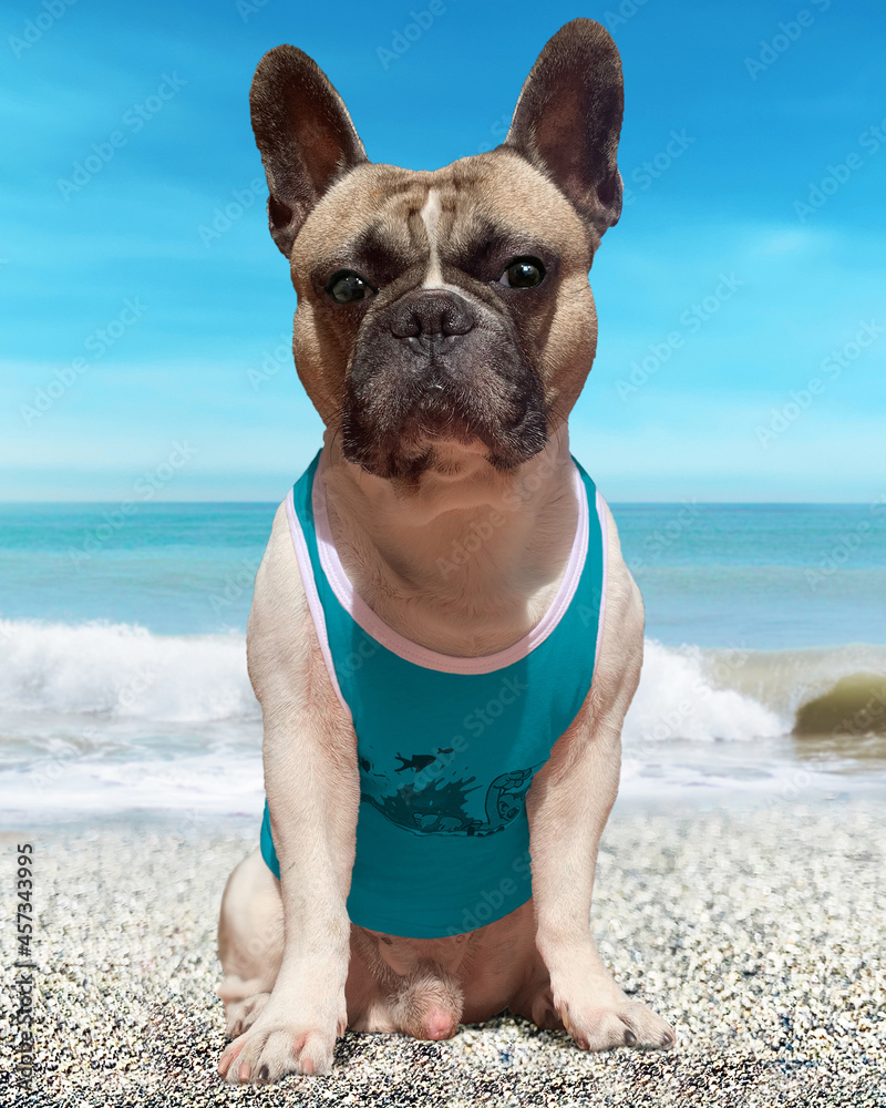 French bulldog on a Sardinian beach wearing a blue shirt