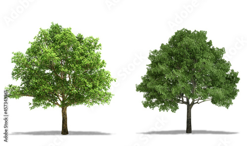 English Oak (Quercus Robur) and Willow Oak (Quercus Phellos) Trees isolated on white Background, High Resolution
