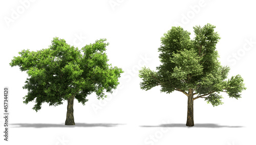 Holm Oak (Quercus ilex) and Sessile Oak (Quercus Petraea) Plant Trees, Isolated on White Background photo
