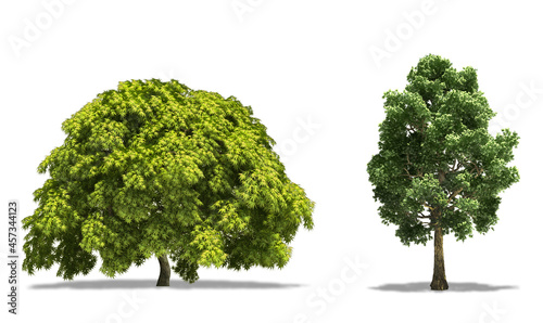 Japanese Maple (Acer Palmatum) and Bigleaf Maple (Acer Macrophyllum) Trees. Tree isolated on white Background photo
