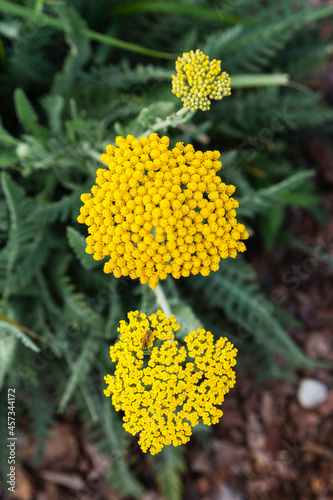 Bright yellow pajma flower. Top View. Tanacetum