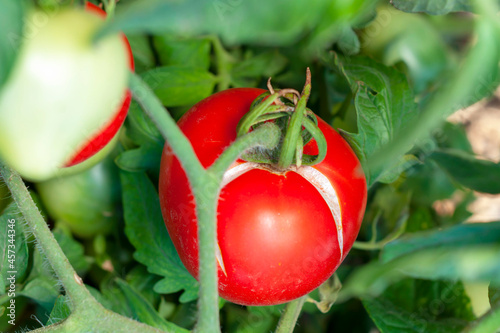 Cracking of a tomato as a result of excess moisture, overheating of a vegetable or an overdose of fertilizers, on a bush close-up. Crop loss. Problems of agriculture, tomato disease.