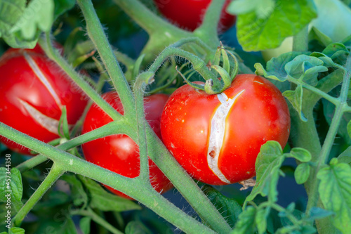 Cracking of a tomato as a result of excess moisture, overheating of a vegetable or an overdose of fertilizers, on a bush close-up. Crop loss. Problems of agriculture, tomato disease.