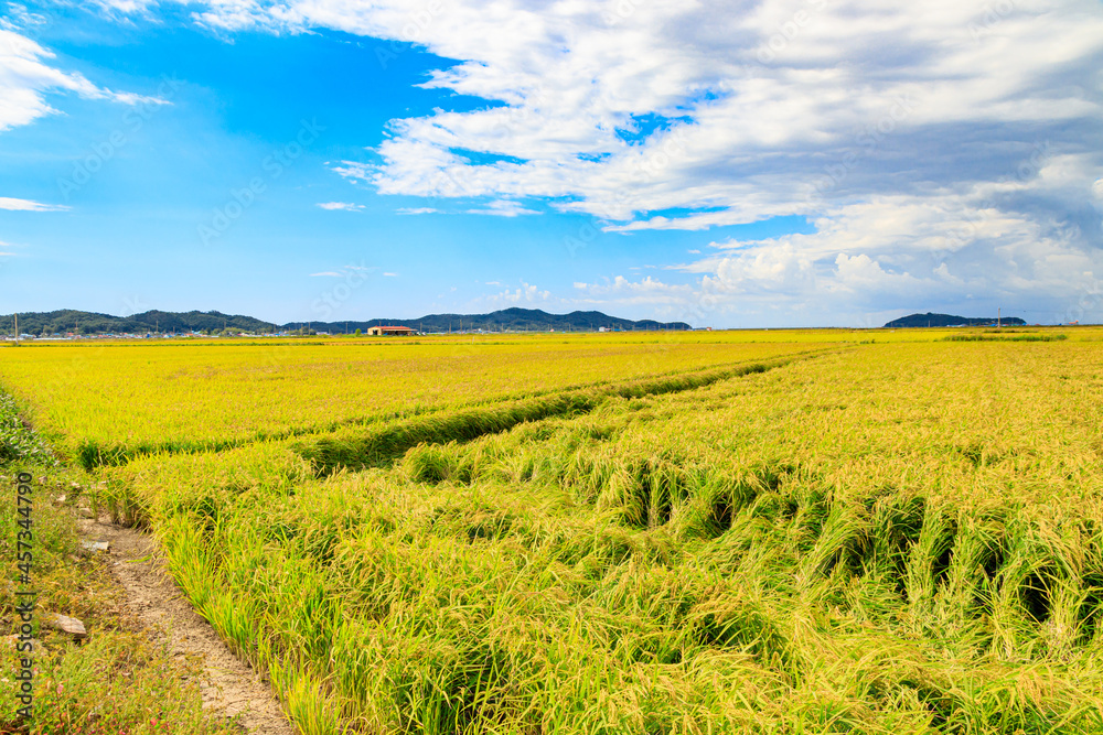 Korean traditional rice farming. Korean rice farming scenery. Korean rice paddies.Rice field and the sky in Ganghwa-do, Incheon, South Korea. Korean traditional rice farming. Korean rice farming scenery. Korean rice paddies.Rice field and the sky in Ganghwa-do, Incheon, South Korea.