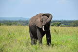 wild elephant in a national park in Africa. protection of wild elephants