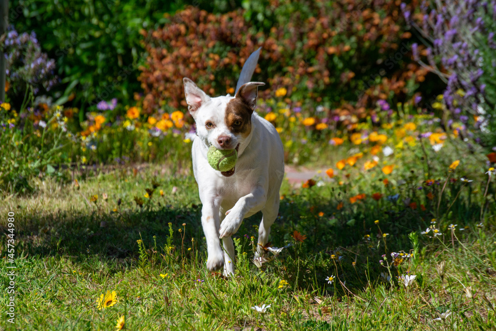 jack russell terrier playing in the garden