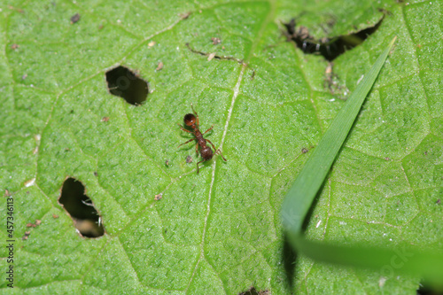 tetramorium immigrans ant macro photo photo