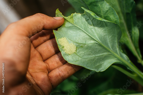 Moth or butterfly (Lepidoptera) eggs on green leaf. Pests in garden plots. Farmer checking the quality of the plants.