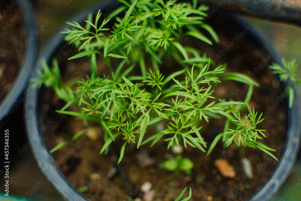 Top view of little plants (Dill). Close up of fresh dill. Top view of little plants (Dill). Close up of fresh dill.