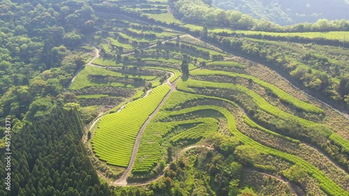 海を背に急斜面に広がる広大な茶畑 photo