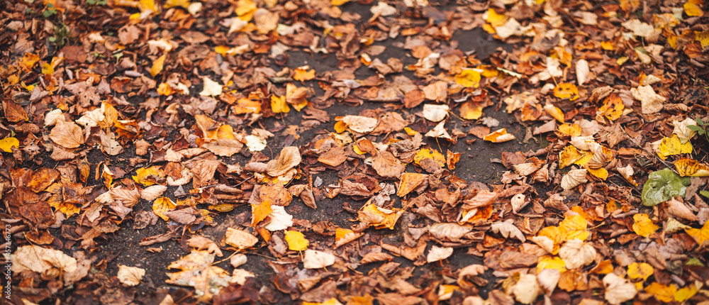 Close-up view of the autumnal leaves on the ground