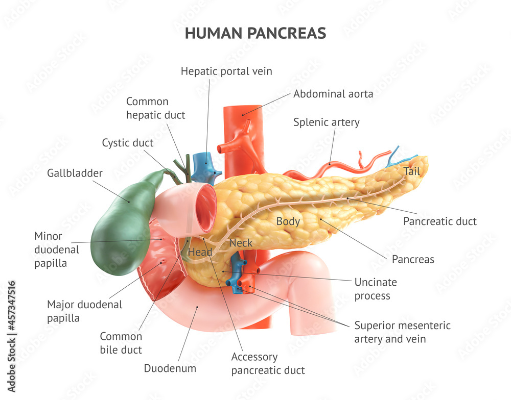 Human Pancreas Diagram Interesting Facts & Illustrations About The