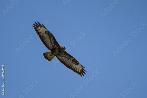 Mäusebussard auf der Jagd