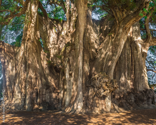 Arbol del Tule , Montezuma cypress tree in Tule. Oaxaca, Mexico photo