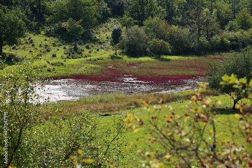 Nature reserve Salzstellen bei Sulldorf (lit. salt springs at Sulldorf), with a special halophile flora photo