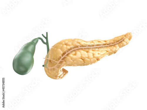 Anatomically accurate illustration of human pancreas with gallbladder. Cut section of pancreas with visible pancreatic duct. 3d rendering photo