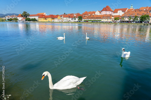 Beautiful reflection view of Lent district in Maribor Slovenia with swans photo