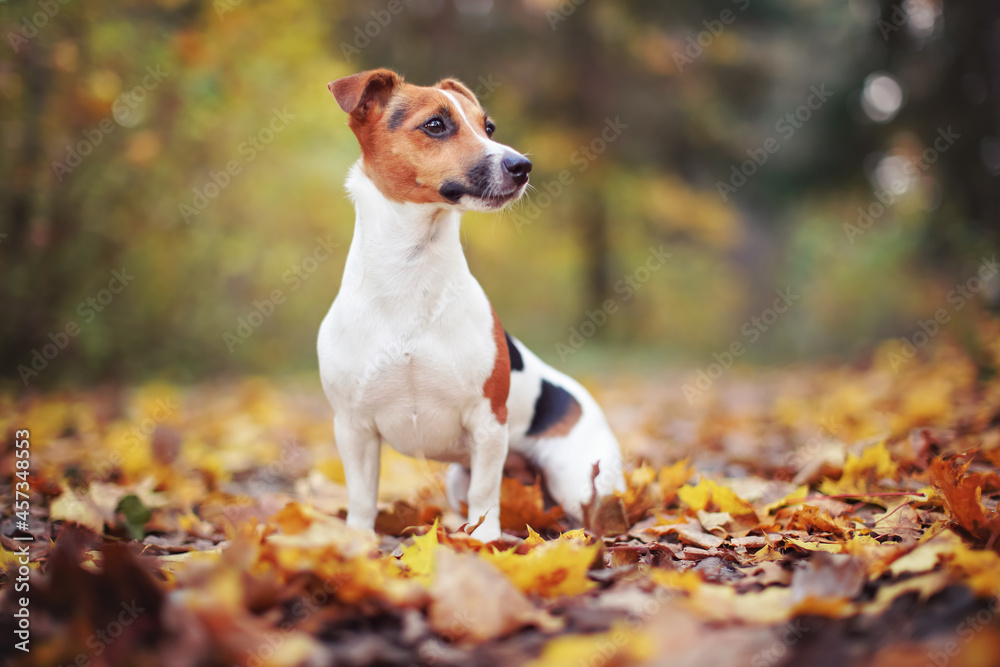 Small Jack Russell terrier sitting on forest path with yellow orange leaves in autumn, blurred trees background Small Jack Russell terrier sitting on forest path with yellow orange leaves in autumn, blurred trees background