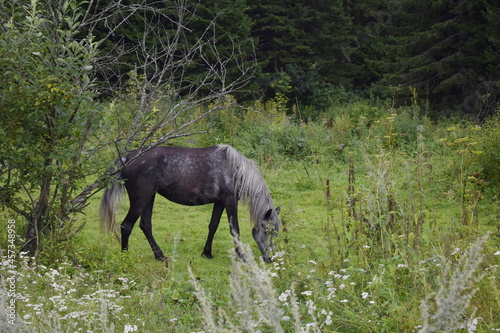 horses in the meadow