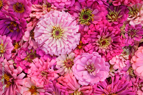 Background  flat lay image of pink zinnia flower heads. One large pink zinnia dominates the image.