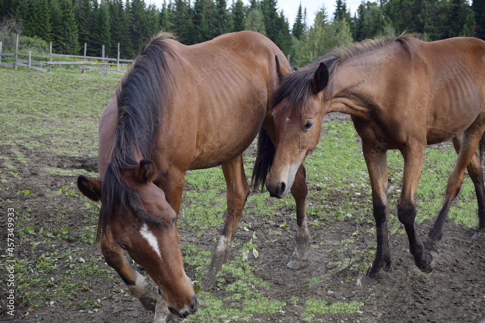 horses in the meadow horses in the meadow
