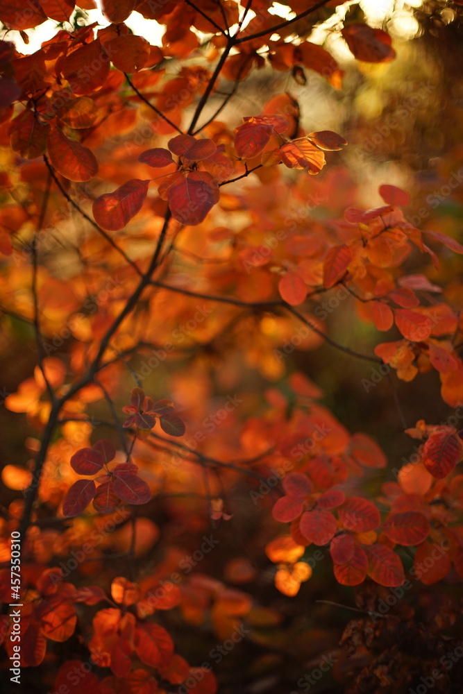 Vivid orange leaves on a tree branch in sunny autumn forest Vivid orange leaves on a tree branch in sunny autumn forest