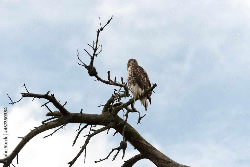 red-tailed hawk (Buteo jamaicensis) on a dead tree banch red-tailed hawk (Buteo jamaicensis) on a dead tree banch