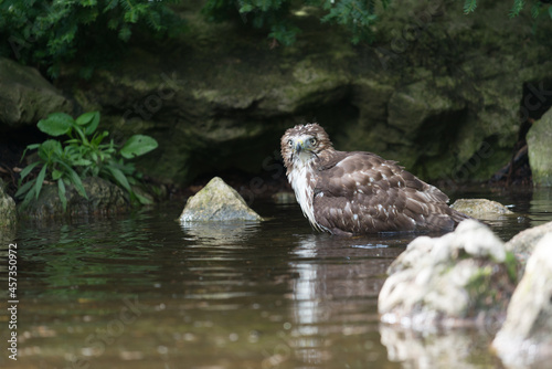 red-tailed hawk (Buteo jamaicensis) bathing in a shallow water garden