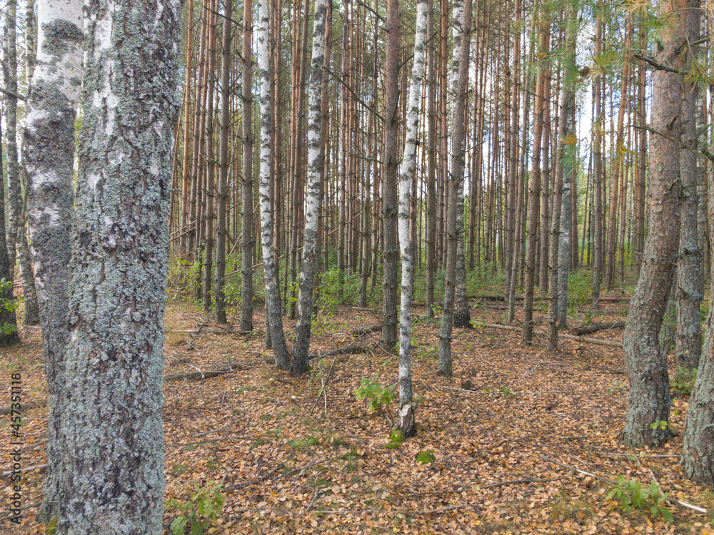 Obraz premium Mixed forest. Trunks of trees. Forest.