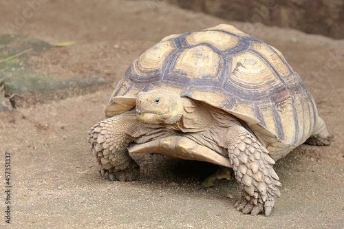 An African spurred tortoise (Centrochelys sulcata) is walking slowly. 
