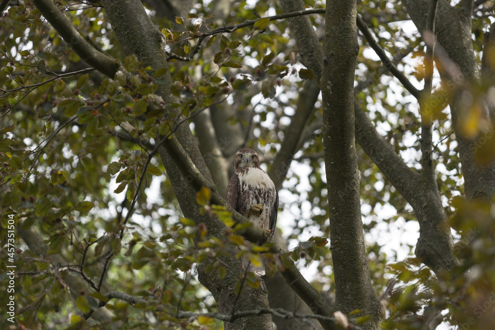 red-tailed hawk (Buteo jamaicensis) red-tailed hawk (Buteo jamaicensis)