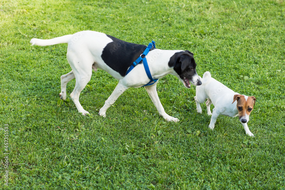 A dog of the Jack Russell Terrier breed is walking on the green grass with a dog of a different breed. Horizontal positioning of the frame